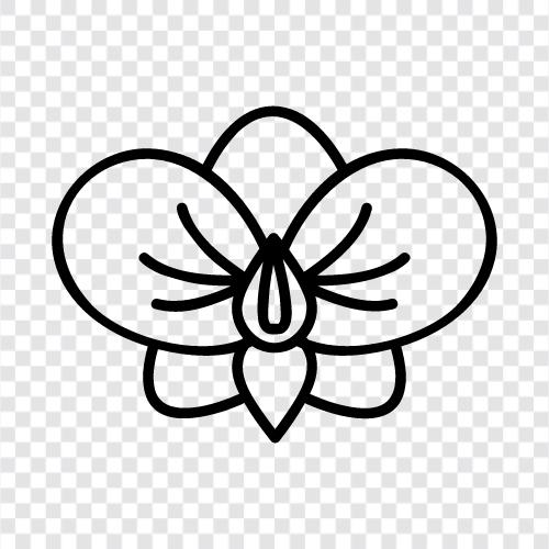 nature, flowers, pollination, Orchid icon svg