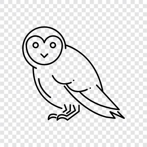 night, animal, flying, nocturnal icon svg