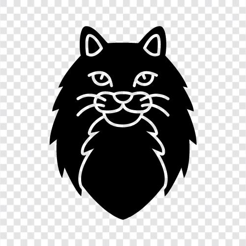 norwegian cats, norwegian kittens, norwegian cat breed, norwegian icon svg