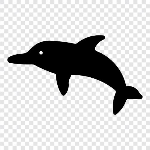 okyanus, marine, mammal, cetacean ikon svg