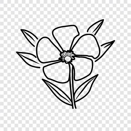 Oleander, Nerium, Blüten, Pflanzen symbol