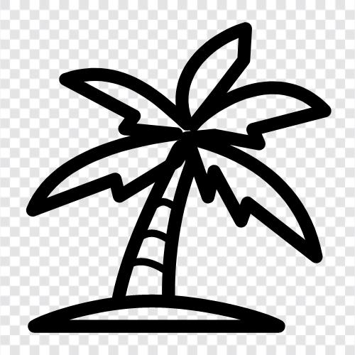 Palm, Baum, Palmpflanze, Palmblätter symbol