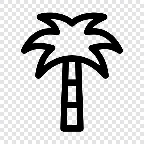 palmiye yağı, palmiye ağacı, palmiye, palmiye okuyucu ikon svg