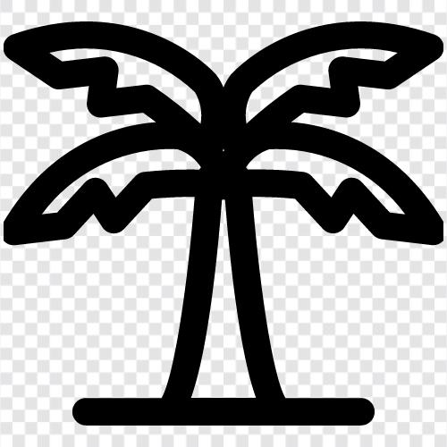 Palm, Tree, Floral, Plant icon svg