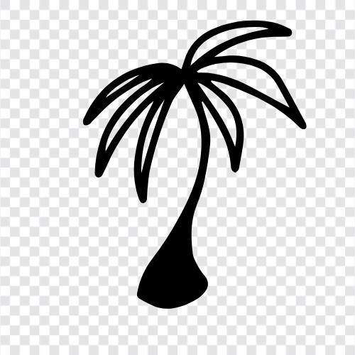 Palm, Tree, Florida, Florida Palm ikon svg