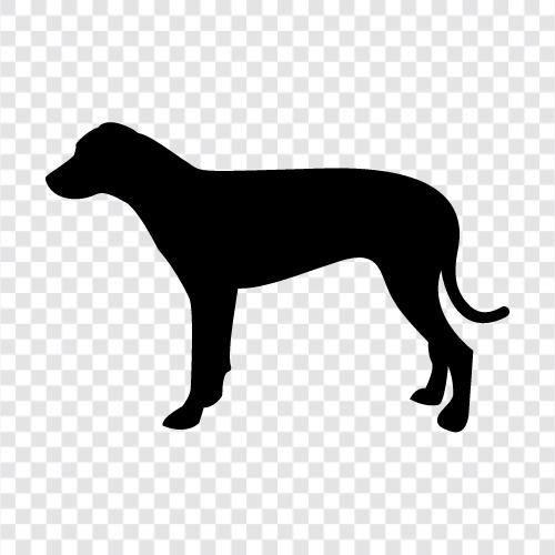 patting, scratching, house training, obedience icon svg