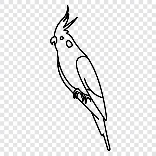 pet, parrot, cockatiel sahipleri, bakım ikon svg