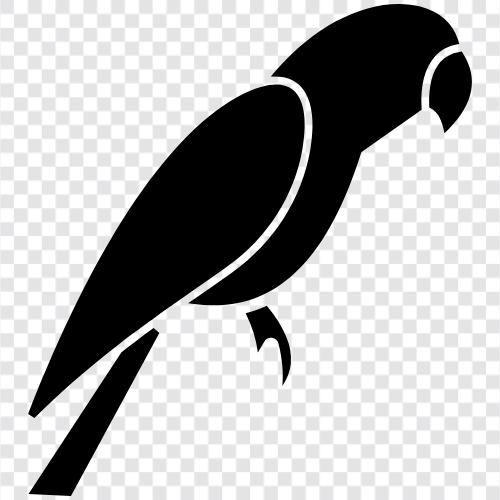 pet, captive, animal, bird Значок svg