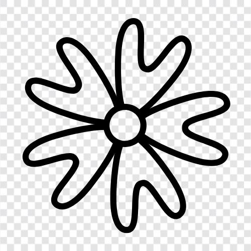 phloxes, flowering plants, wildflower, perennial icon svg