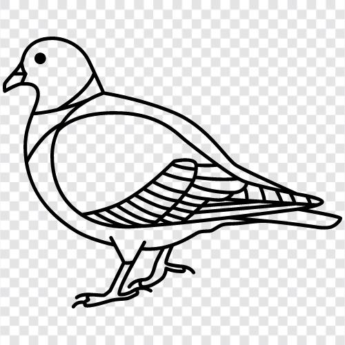Taubenpflege, Taubenrennen, Taubenfutter, Taubenhaus symbol