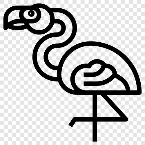 pink, African, national, bird icon svg