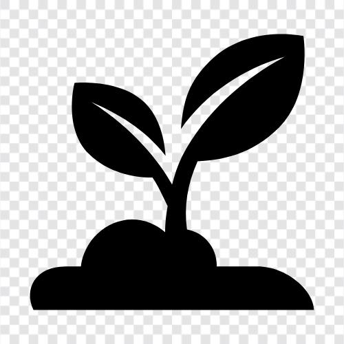 Pflanzung, Keimung, vegetativ, Blume symbol