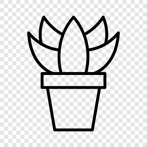 Pflanzen, Garten, Blüten, duftend symbol