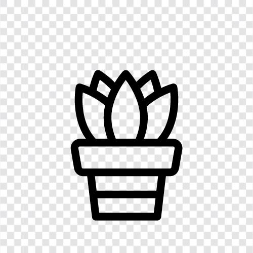 Pflanzen, Kaktus, saftiges Haus, saftiger Garten symbol