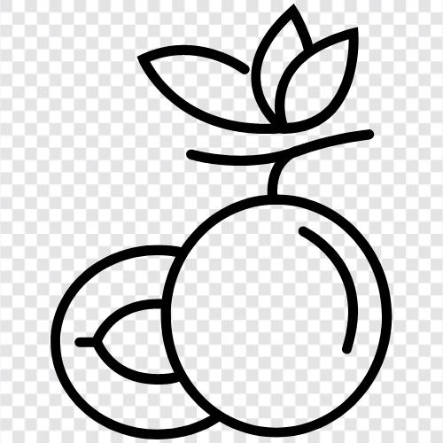 plum tree, plum tree fruit, plum fruit, plum tree leaves icon svg