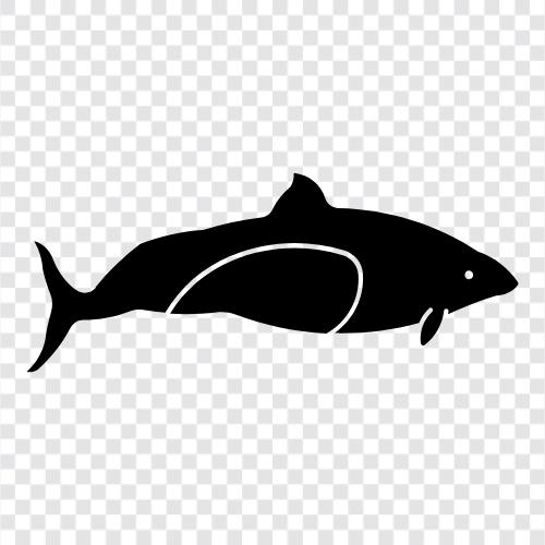 porpoise, cetacean, whale, mammal ikon svg