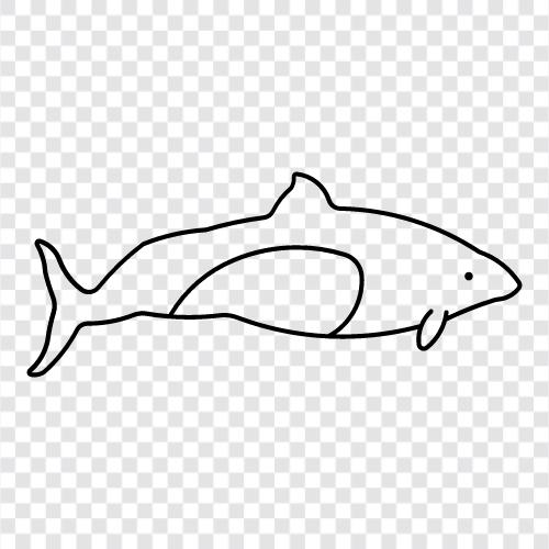 porpoise, cetacean, marine memeli, marine ikon svg