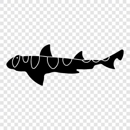 liman jackson, shark, liman, jackson ikon svg