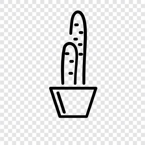 Stäbchenbirne, Stäbchenbirne Kaktus, Saguaro, ch symbol