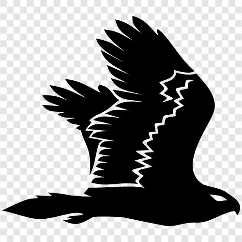 raptor, vogel, jagen, Beute symbol