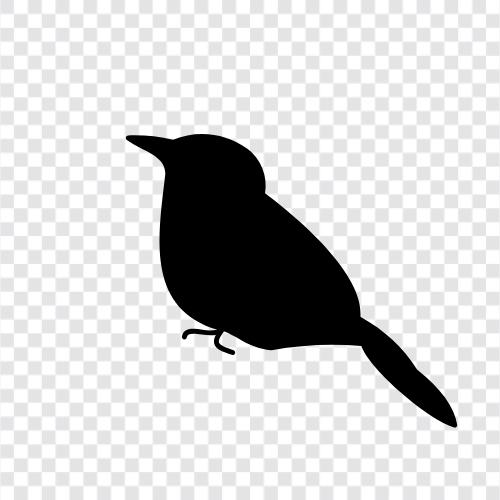 Kırmızı kuyruklu Şahin, Finch, House Sparrow, Sparrow ikon svg