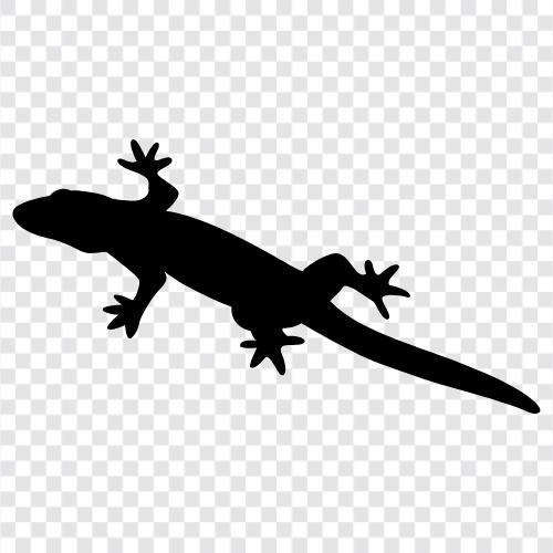 reptile, gecko, monitor lizard, bearded dragon icon svg