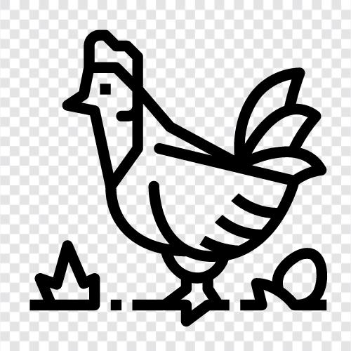 Horoz, Fowl, Hen, Chick ikon svg