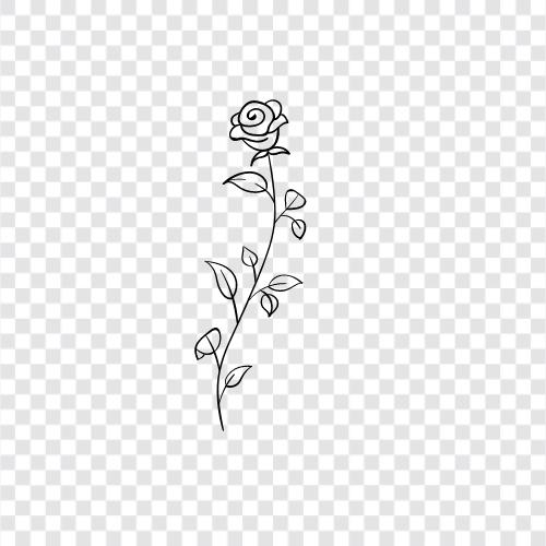 Rose, Blumen, Blütenblätter, Schönheit symbol