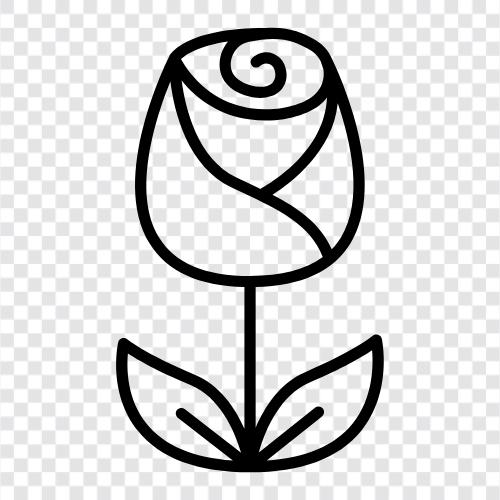 Rose, Garten, Duft, Farbe symbol