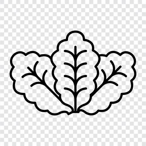 Salat, Kopf, Blätter, Crunch symbol