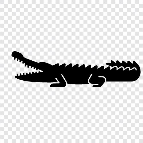 Saltwater crocodile, Nile crocodile, giant saltwater crocodile, Crocodile icon svg