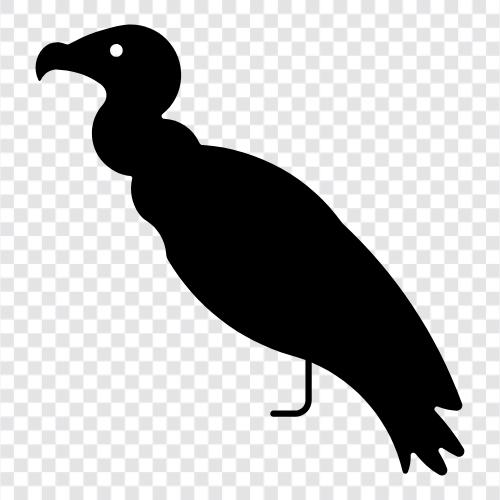 scavenger, scavenger bird, vulture diet, vulture scavenging icon svg