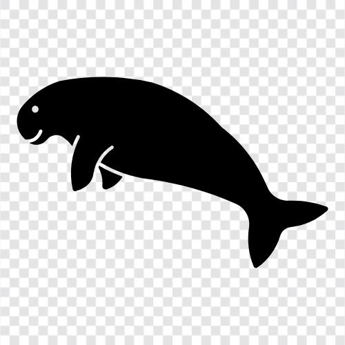 deniz ineği, cetacean, marine, tehlike ikon svg