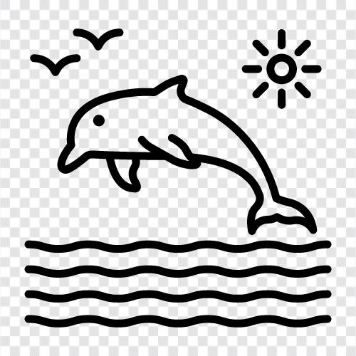 sea life, conservation, Marine Park, cetaceans icon svg