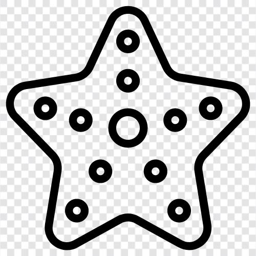 sea stars, urchins, echinoderms, brittle stars icon svg