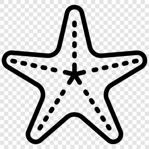 sea stars, urchins, invertebrates, marine life icon svg