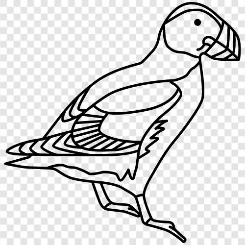 seabird, gezähmt, haustier, family symbol
