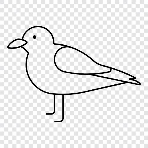 denizkuşu, arctic, bird, tern ikon svg