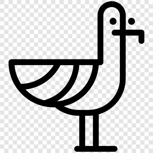 Möwe, weißhaarige Möwe, schwarzhaarige Möwe, c symbol