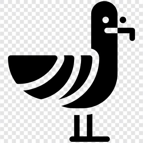 Möwe, Albatross, Reiher, Fischadler symbol