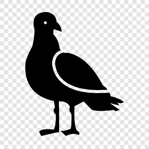 seagulls, seagull population, seagull population growth, seagull icon svg