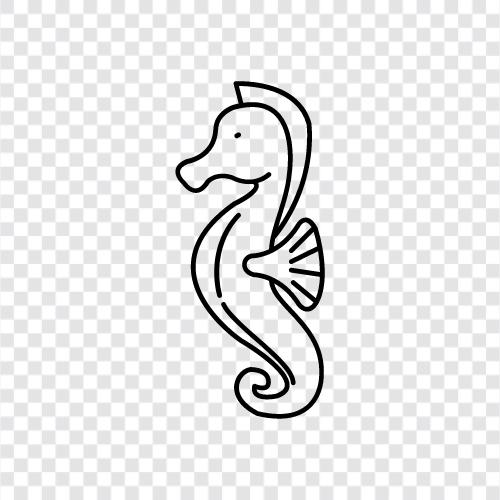 seahorse aquarium, seahorse food, seahorse care, Seahorse icon svg