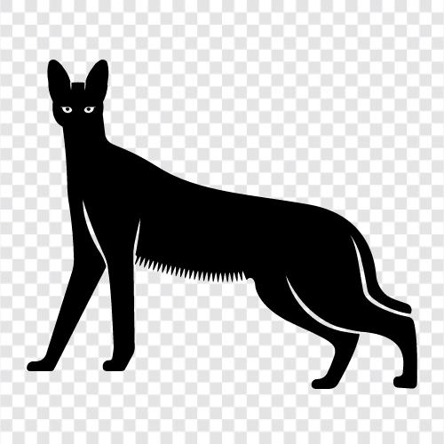 serval cat care, serval cat diet, serval cat habitat, serval cat icon svg