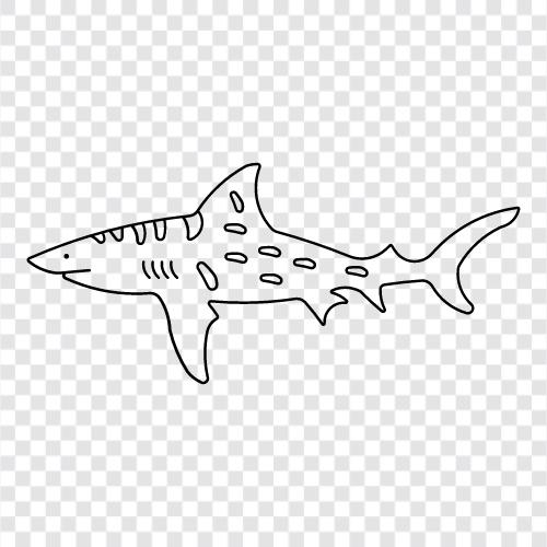 shark, aquatic, fish, ocean icon svg