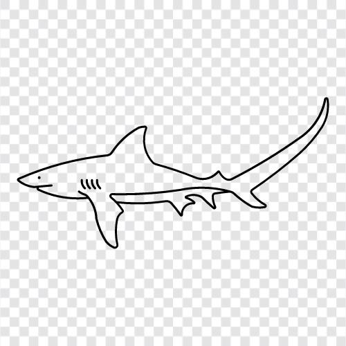 shark, bigeye, hammerhead, blacktip icon svg