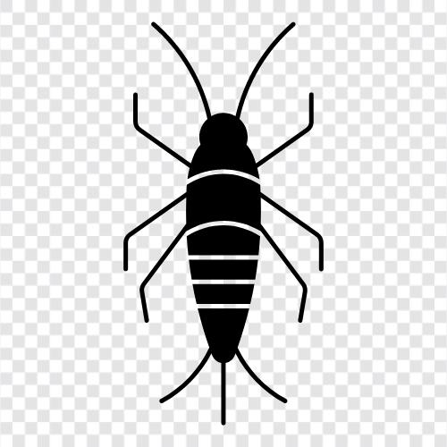 silverfish control, silverfish extermination, silverfish pictures, silverfish treatment icon svg