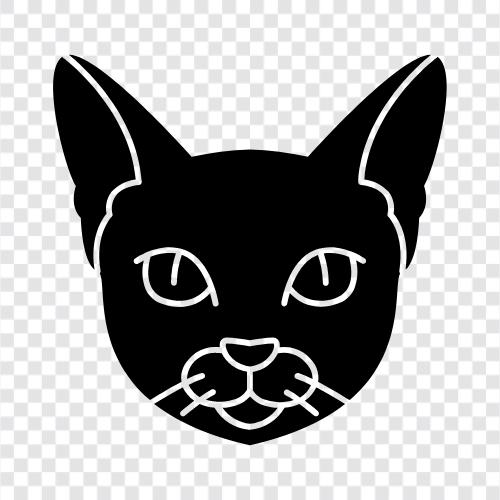 singapura cat breed, singapura cat pictures, singapura, singapura cat icon svg