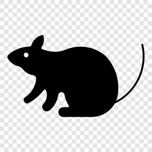 küçük, rodent, hızlı, aktif ikon svg