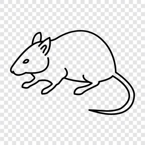 small rodent, black rat, brown rat, house rat icon svg