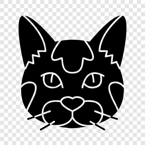 spangled kitten, spangled cats, spangled cats for sale, spangled cat icon svg